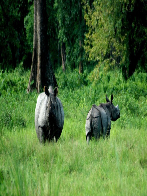 gorumara national park